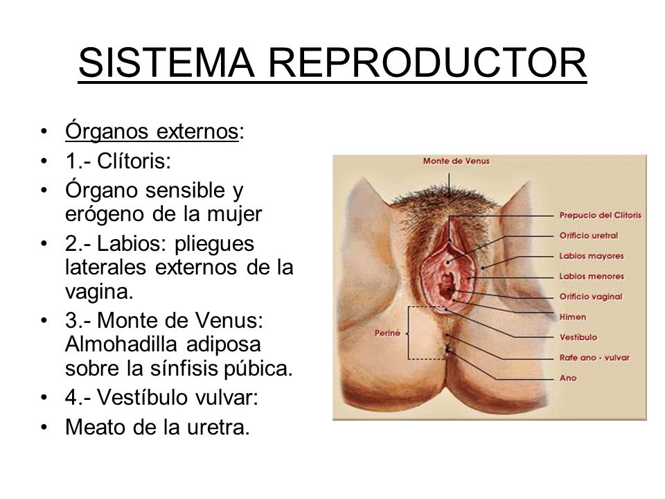 que funcion tiene la uretra en el sistema reproductor masculino que funcion tiene la uretra en el sistema reproductor masculino